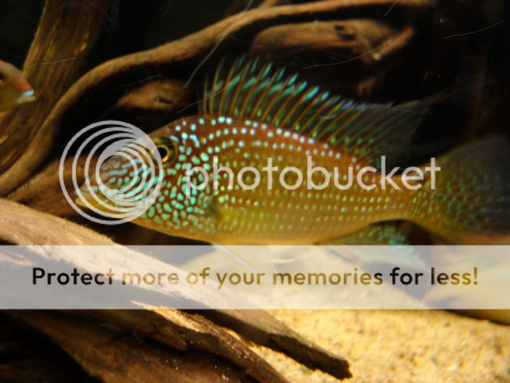 Sexing Geophagus 'Tapajos orange head' The Cichlid Room Companion